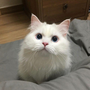 女人吃男人私人部位的动态图片
